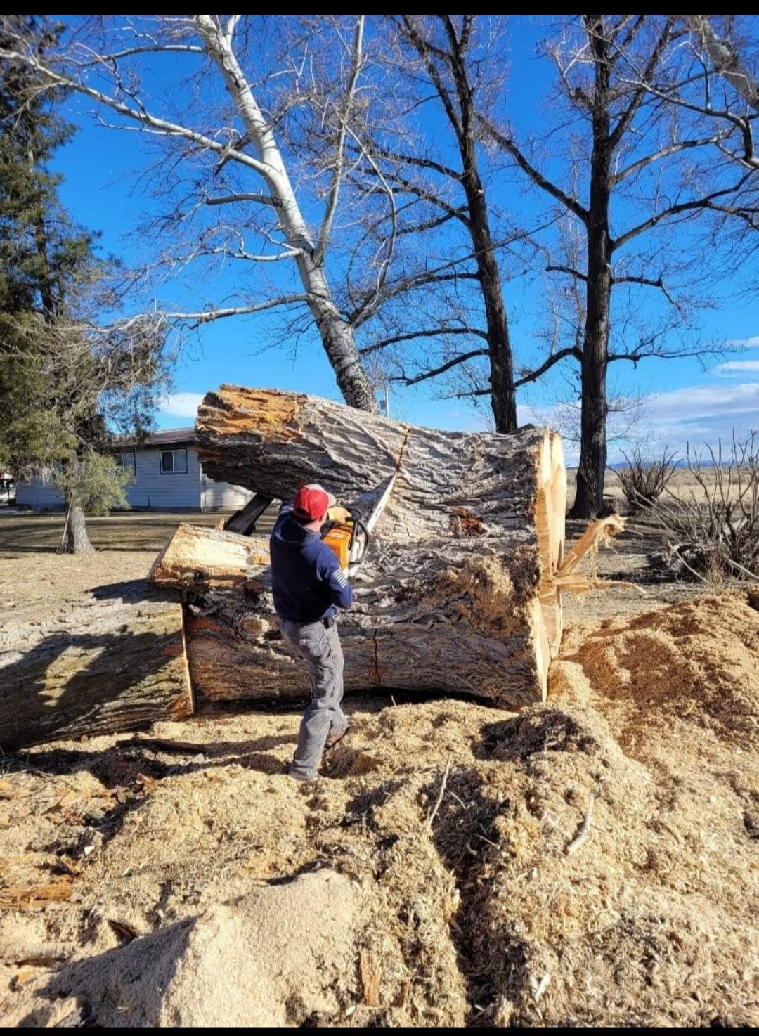 Real job photo: crew cutting a large trunk